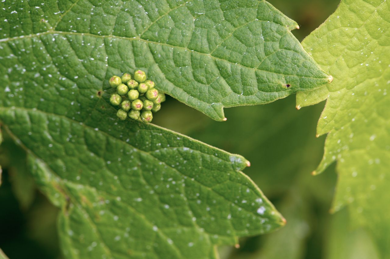 Vignoble Macro 7-Boutons floraux WER_9818